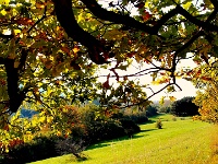 Herbstliche Farbenpracht  Gäbe es nicht den Herbst, müsste man ihn erfinden. Die Natur präsentiert sich gegenwärtig, wie hier auf dem Bad Harzburger Langenberg, in toller Farbenpracht.
